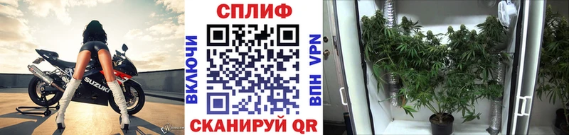 Бошки марихуана MAZAR  Юрьевец 